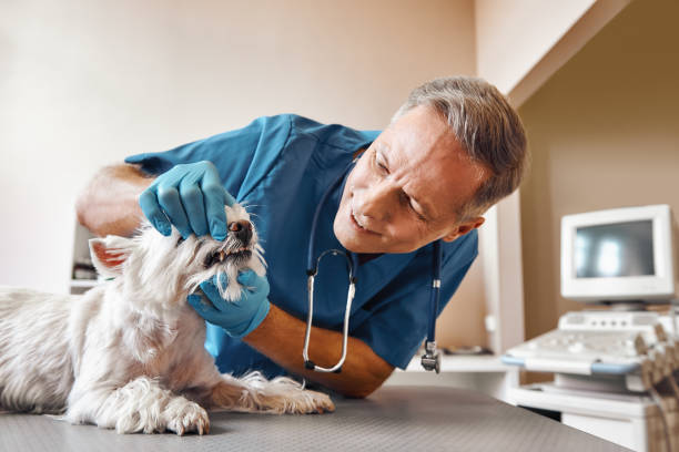Best 24-Hour Emergency Dentist in Fern Prairie, WA